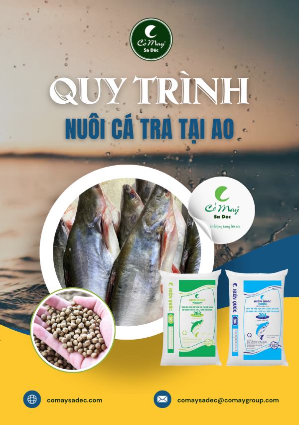 Quy trình nuôi cá tra