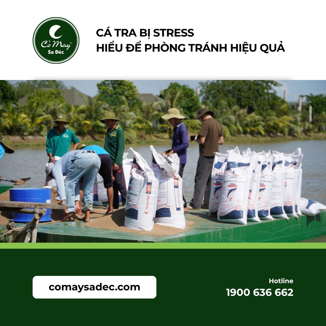 Cá tra bị stress – Hiểu để phòng tránh hiệu quả