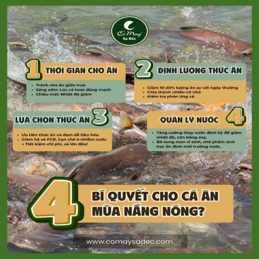 Tips for feeding pangasius during hot weather: Reduce mortality – Increase efficiency