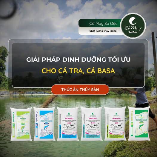 Optimal nutrition solutions for pangasius, basa, and fingerlings