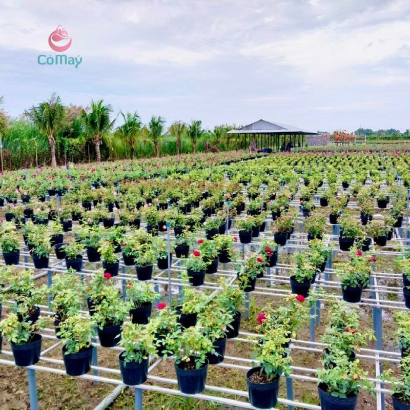 Vườn Hồng Cỏ May